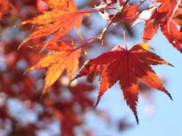 Manzana, pera y uva negra Manzana, pera y uva negra